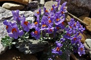 76 Linaria alpina